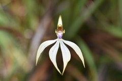 Praecoxanthus aphyllus