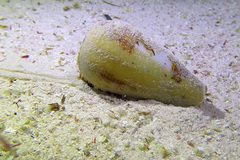 Conus juliaallaryae