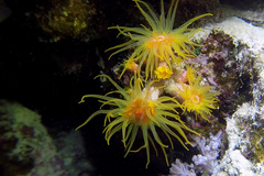 Cladopsammia gracilis