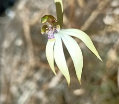 Praecoxanthus aphyllus