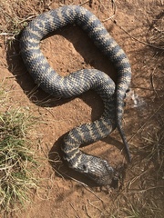 Hemachatus haemachatus