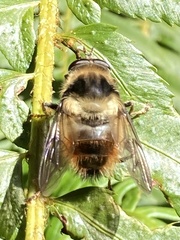 Criorhina bubulcus