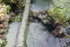 Gymnothorax rueppelliae