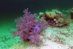 Dendronephthya hemprichi