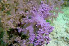 Dendronephthya hemprichi