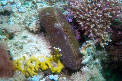 Ctenactis crassa