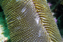 Ctenactis crassa