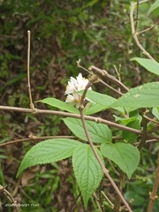 Deutzia cordatula