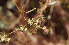 Metastelma angustifolium
