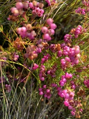 Erica multumbellifera