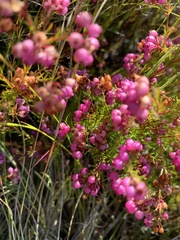 Erica multumbellifera