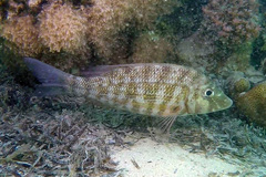 Lethrinus obsoletus