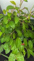 Polyscias scutellaria