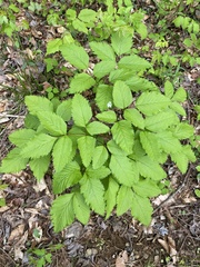Ligusticum canadense