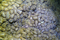 Lobophyllia corymbosa