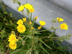 Crepis biennis