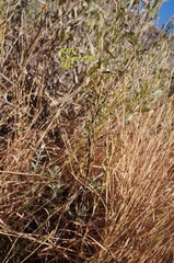 Metastelma angustifolium