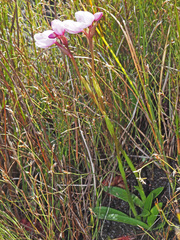 Disa pillansii