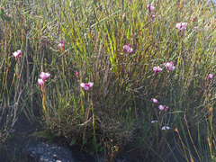 Disa pillansii
