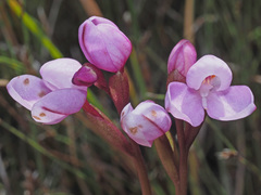 Disa pillansii