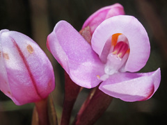 Disa pillansii