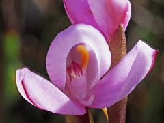 Disa pillansii