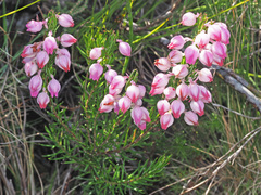 Erica holosericea