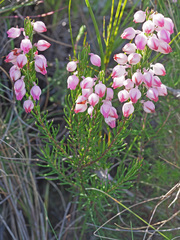 Erica holosericea