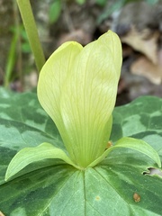 Trillium discolor