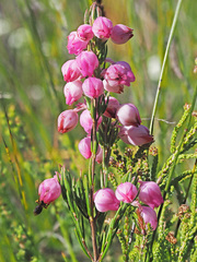 Erica holosericea