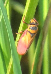 Locris areata