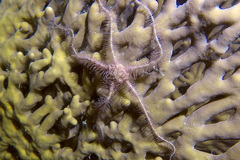 Ophiotrichidae