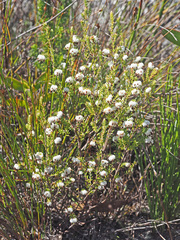 Erica cumuliflora