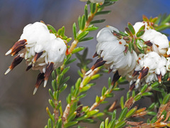 Erica cumuliflora