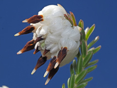 Erica cumuliflora