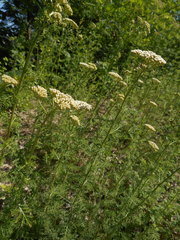 Achillea ligustica