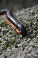 Sechelleptus seychellarum