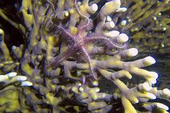 Ophiotrichidae