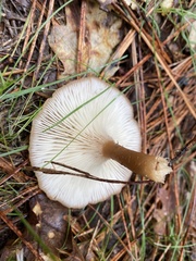 Infundibulicybe squamulosa