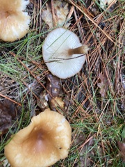 Infundibulicybe squamulosa