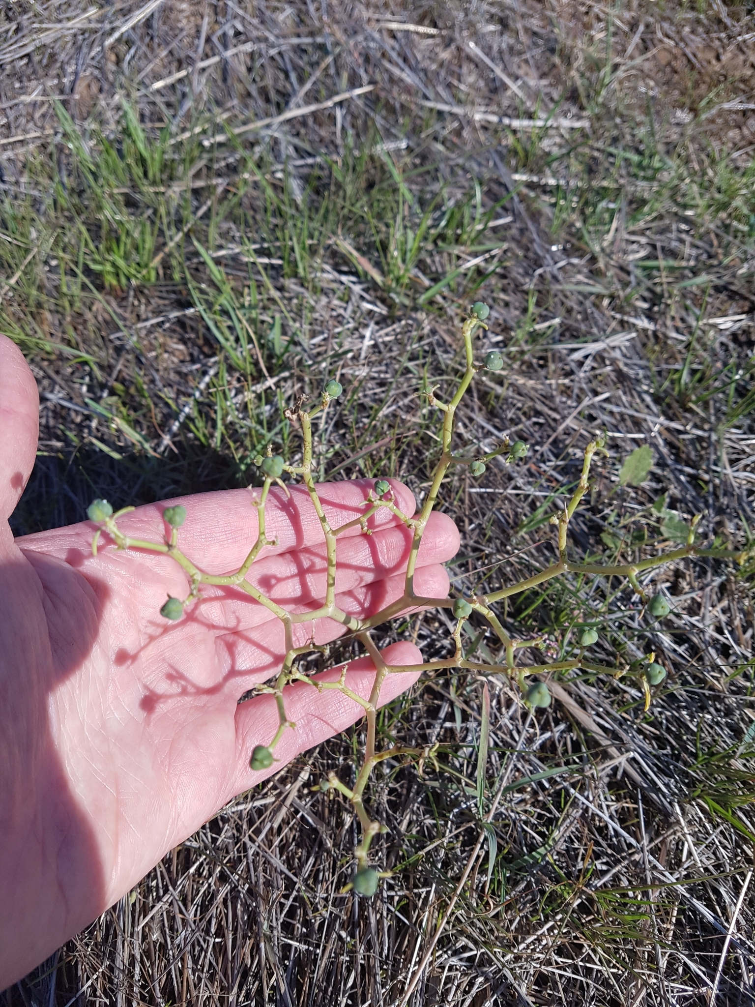 Euphorbia planiticola