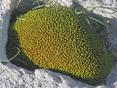 Trichostomum brachydontium
