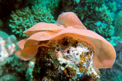 Hexabranchus sanguineus