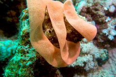 Hexabranchus sanguineus