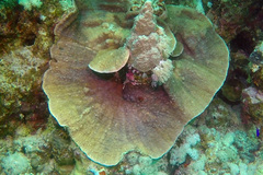 Podabacia sinai