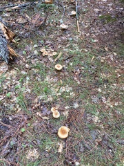 Infundibulicybe squamulosa