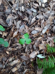 Trillium ovatum