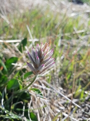 Ptilotus semilanatus