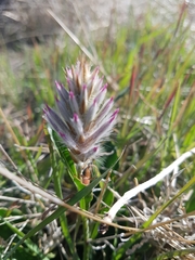 Ptilotus semilanatus