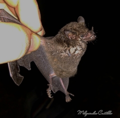 Lichonycteris obscura